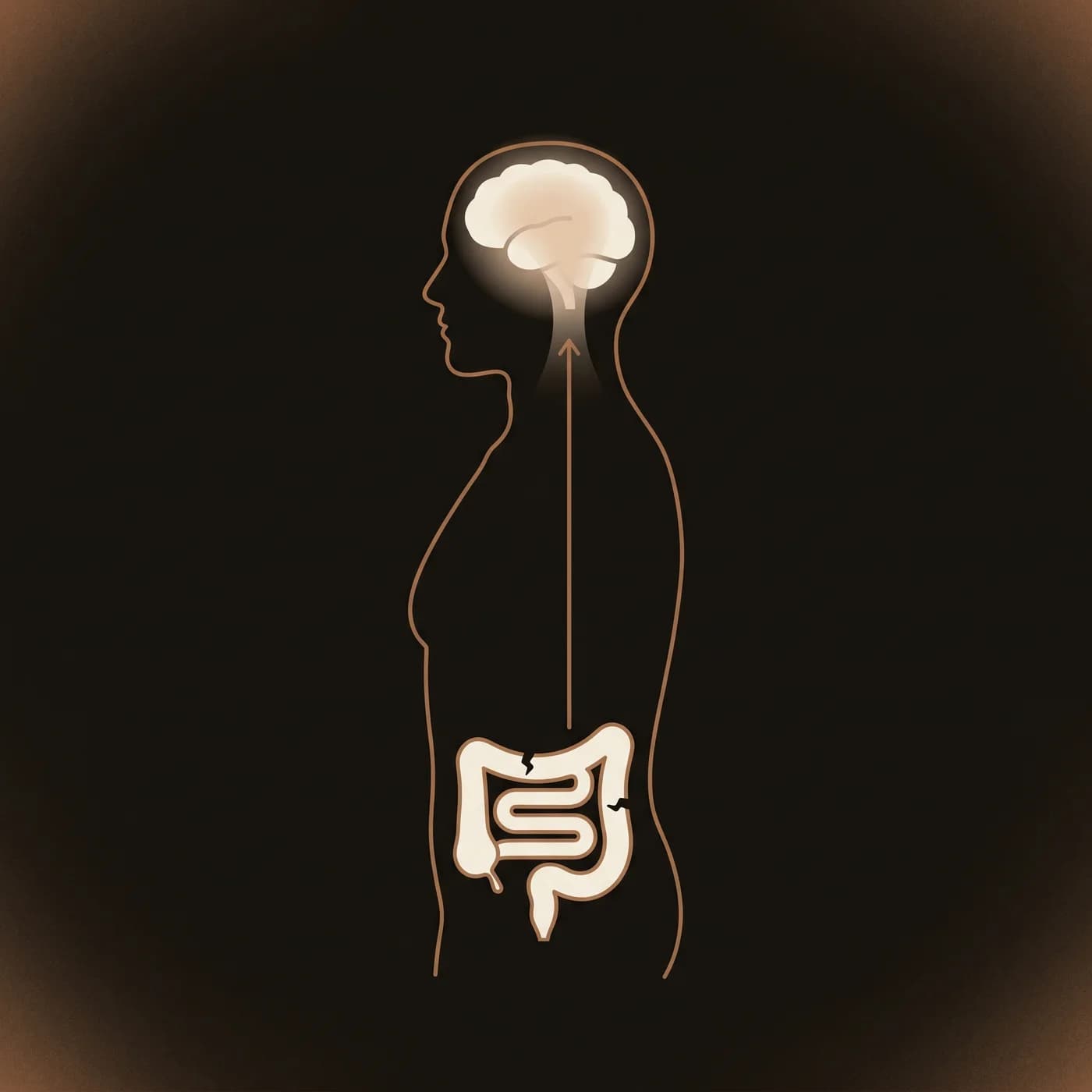 Side-profile silhouette diagram showing the inflammation signal travelling from a breached gut up the vagus nerve into the brain.